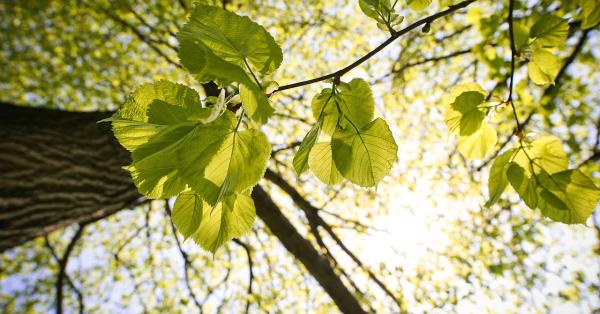 Lancashire Tree Care