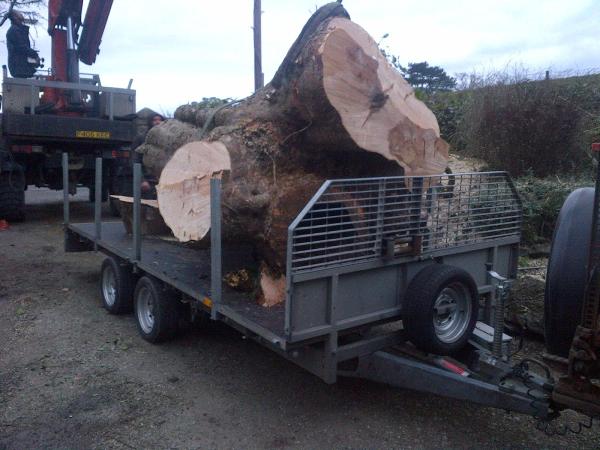 Bergen Tree Services