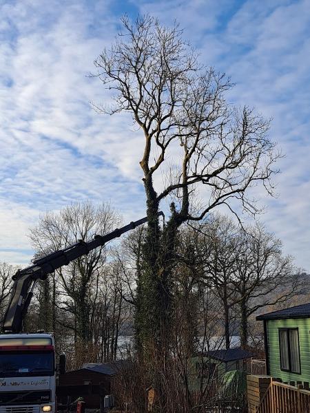 Bergen Tree Services