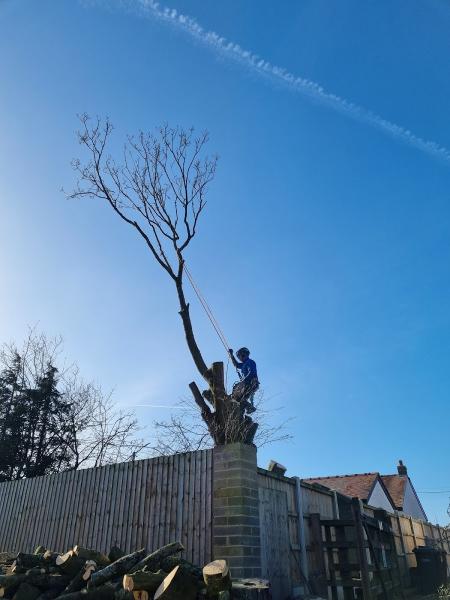 Dan Brade Tree Services