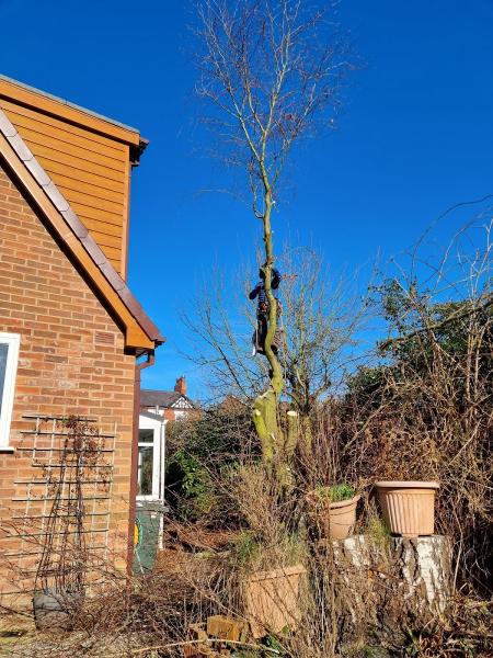 Dan Brade Tree Services