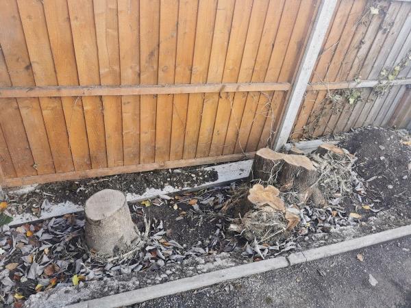 Mortimer Tree Services