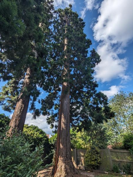 Mortimer Tree Services