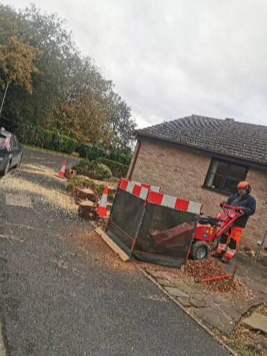 Mortimer Tree Services