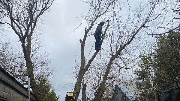 Advanced Tree Surgeon Preston