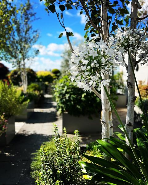 Dandelion Gardens