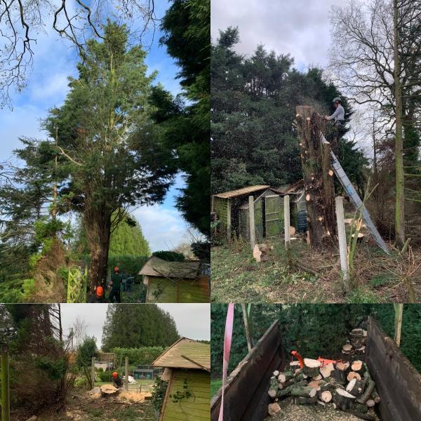 Lumberjack Tree Services