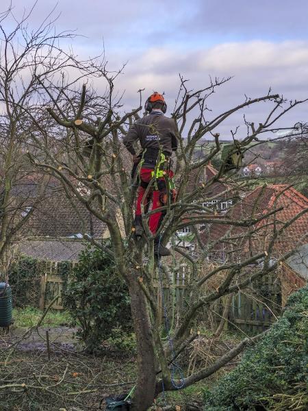 Bespoke Tree Care