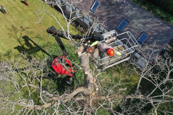 Davidson Tree Services