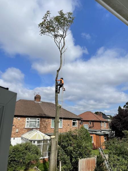 CJM Tree Specialists