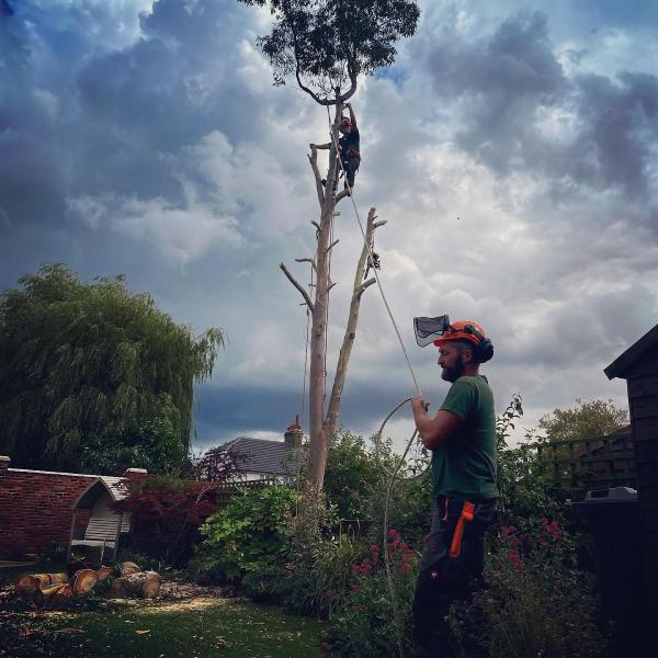 Lindsey Tree Services Ltd