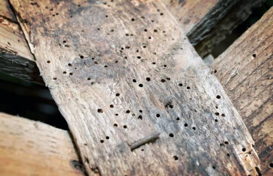 Everdry Damp Solutions