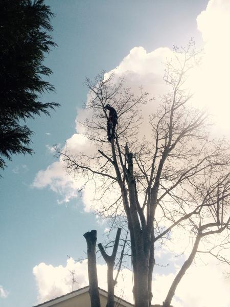 Tree Surgery Cardiff