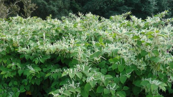 Japanese Knotweed Specialists