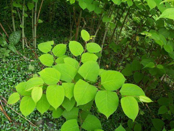 Japanese Knotweed Specialists