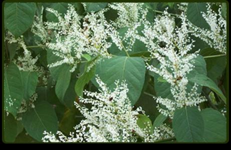 Japanese Knotweed Specialists