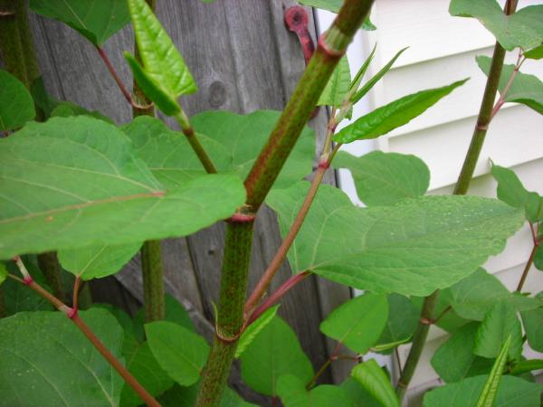 Japanese Knotweed Specialists