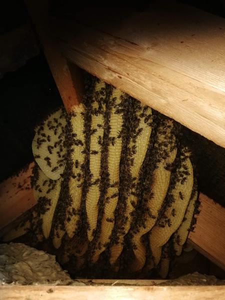 THE Original Kent Wasp Control Wasp Nest Removal Kent UK Est 1990