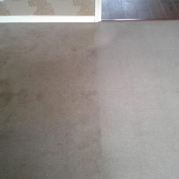 Euro Carpet Cleaning