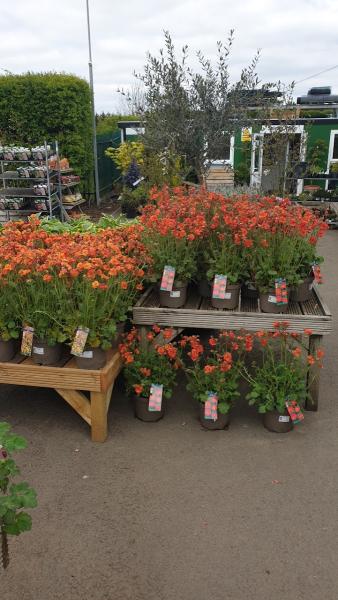 Hassett Plant Centre