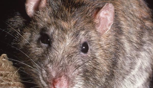 Eliminate Pest Control (Wellingborough) Ltd