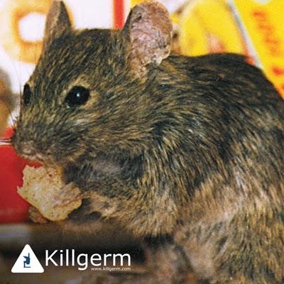 Eliminate Pest Control (Wellingborough) Ltd