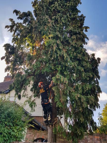 York Tree Services