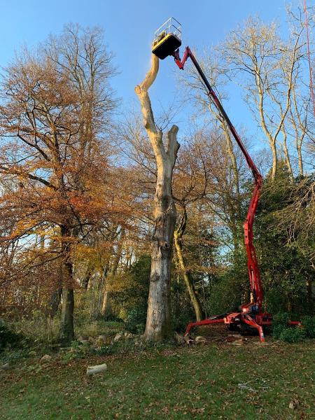 Bell Tree Services
