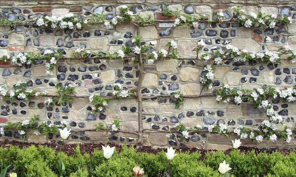 Plums & Roses Garden Design