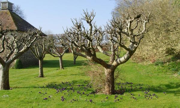 Plums & Roses Garden Design