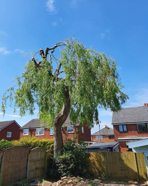 Tree Care Extraordinaire