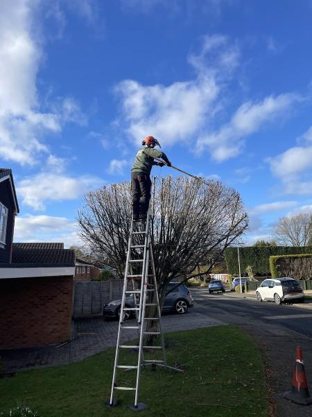 Birches Tree Surgery