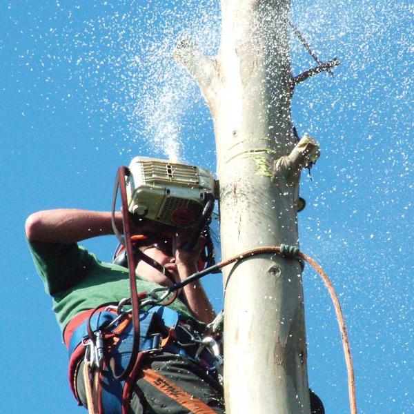 Sussex Tree Surgeons
