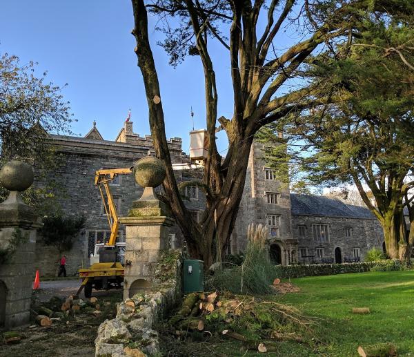 Charlie's Tree Surgery