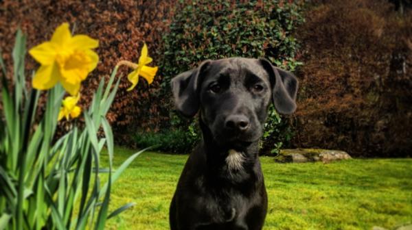 Grasmere Gardening