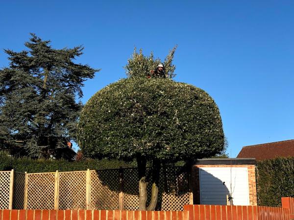 Hampshire Tree Services