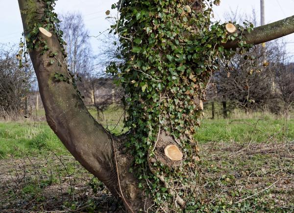 Tree Surgeon Essex