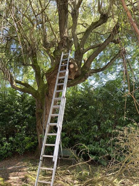 Tall Tree Services