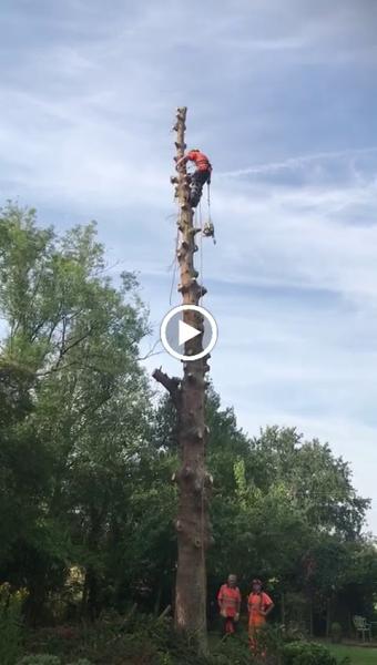 Kerry's Tree Surgery