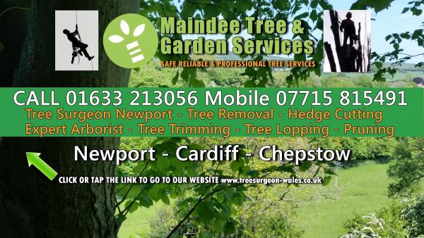 Maindee Tree Services