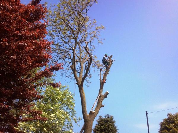 Maindee Tree Services