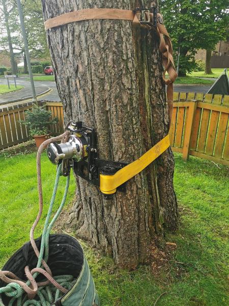 Treetment Specialist Tree Services