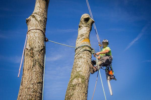 Treetment Specialist Tree Services