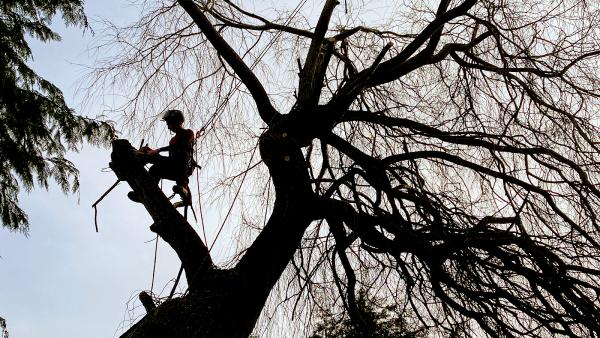 Smith and Arbor Tree Surgery