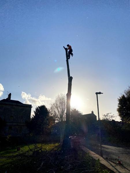 Smith and Arbor Tree Surgery