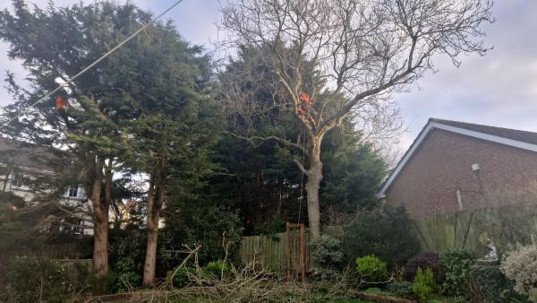 AJM Tree Surgery & Landscaping Ltd