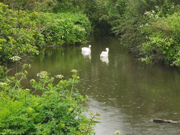 Hounslow Cleaners Ltd.