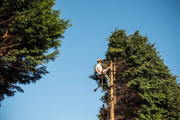 Whiteley's Landscape Gardeners & Arboriculturists