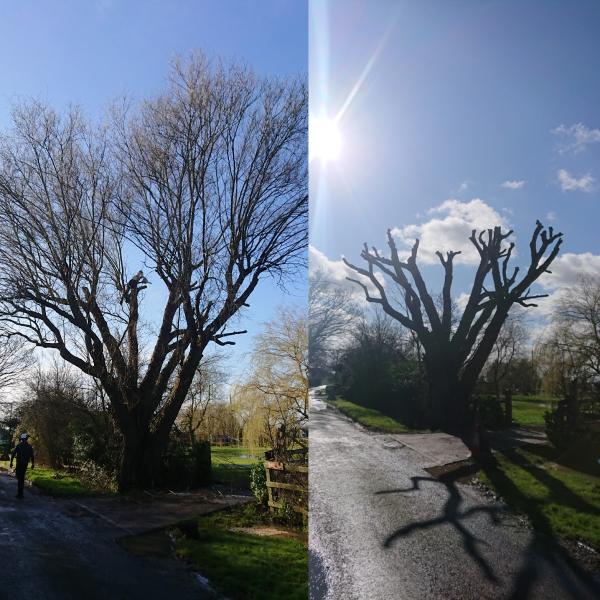 Chelmsford Tree Services Ltd