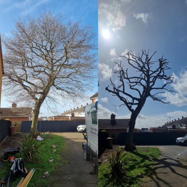 Chelmsford Tree Services Ltd